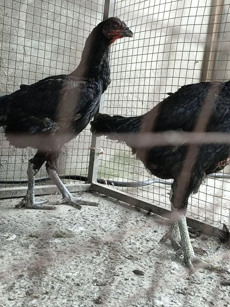 thai assel trio pair — photo 8