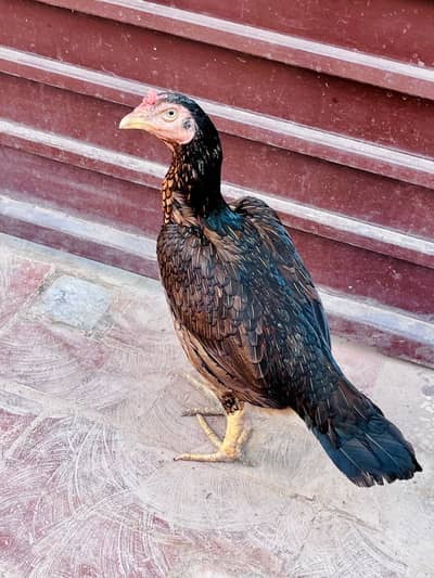 Aseel hen for sale