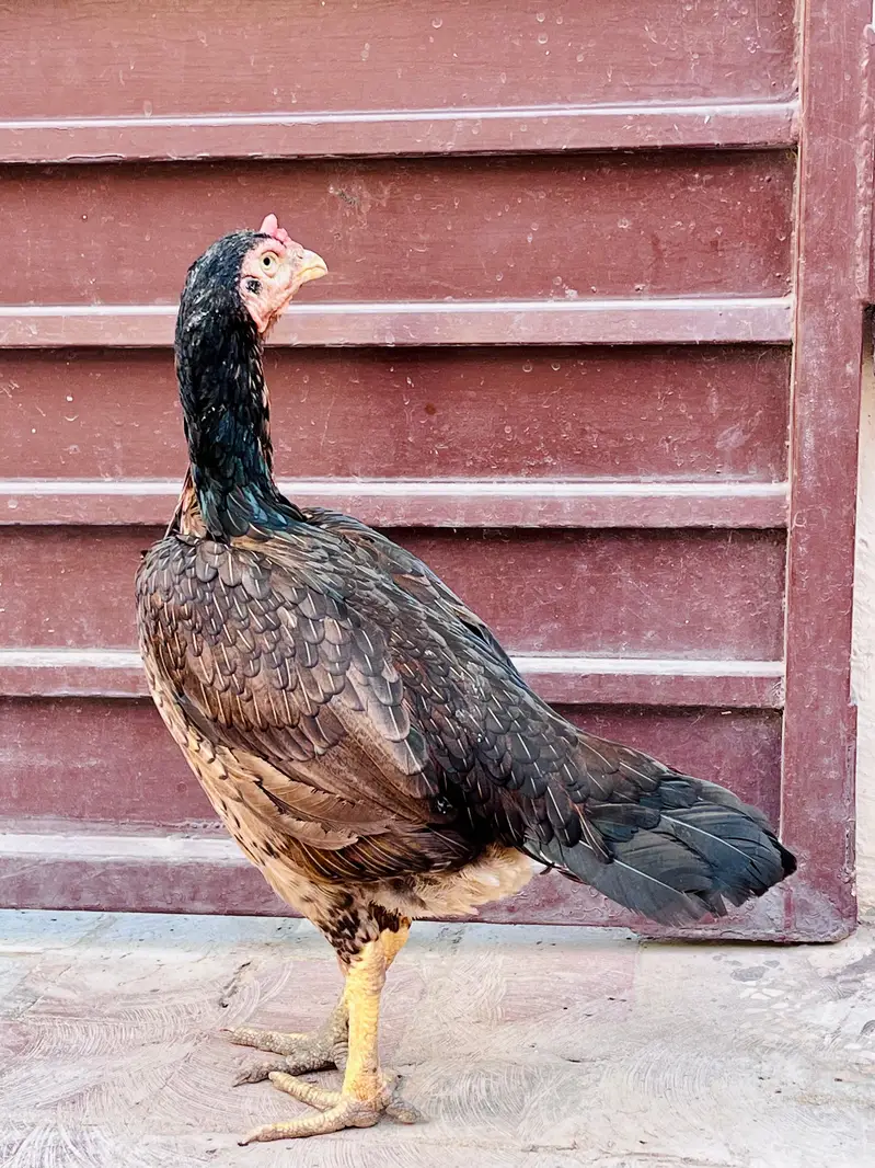 Aseel hen for sale — photo 2