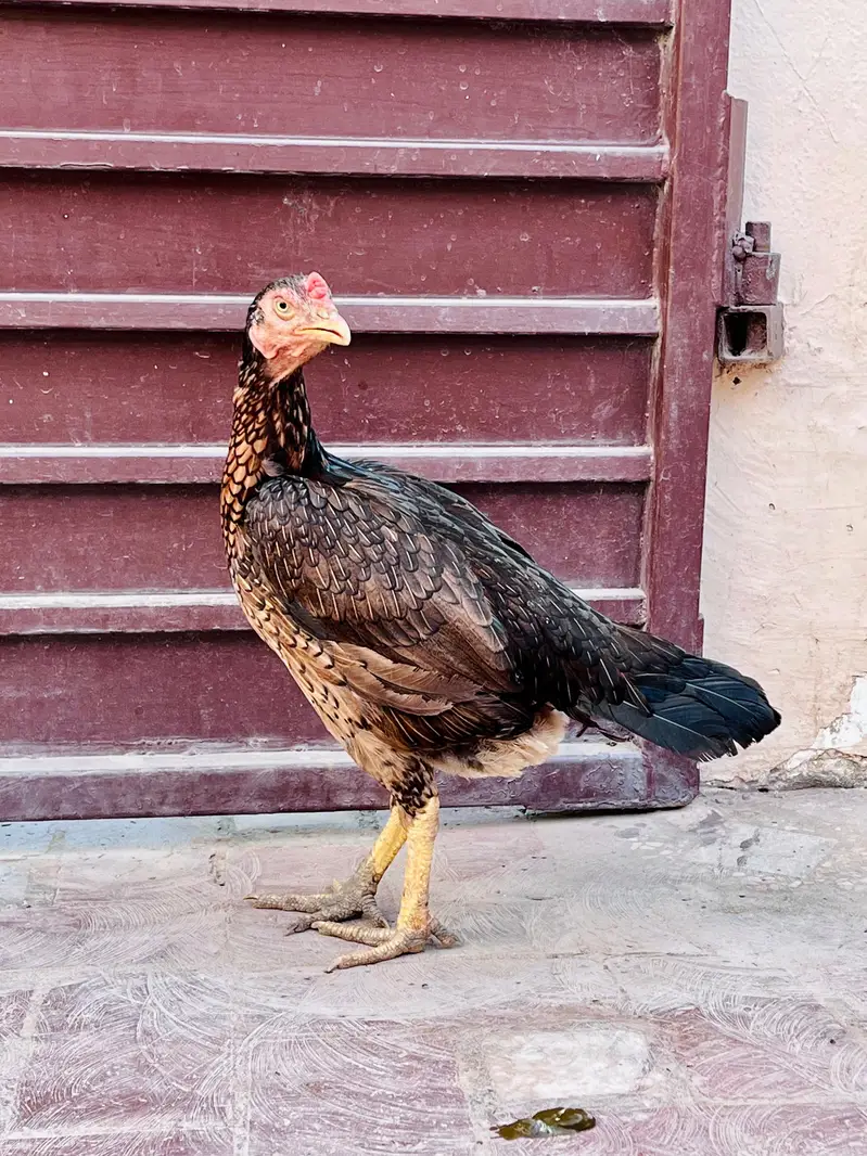 Aseel hen for sale — photo 3
