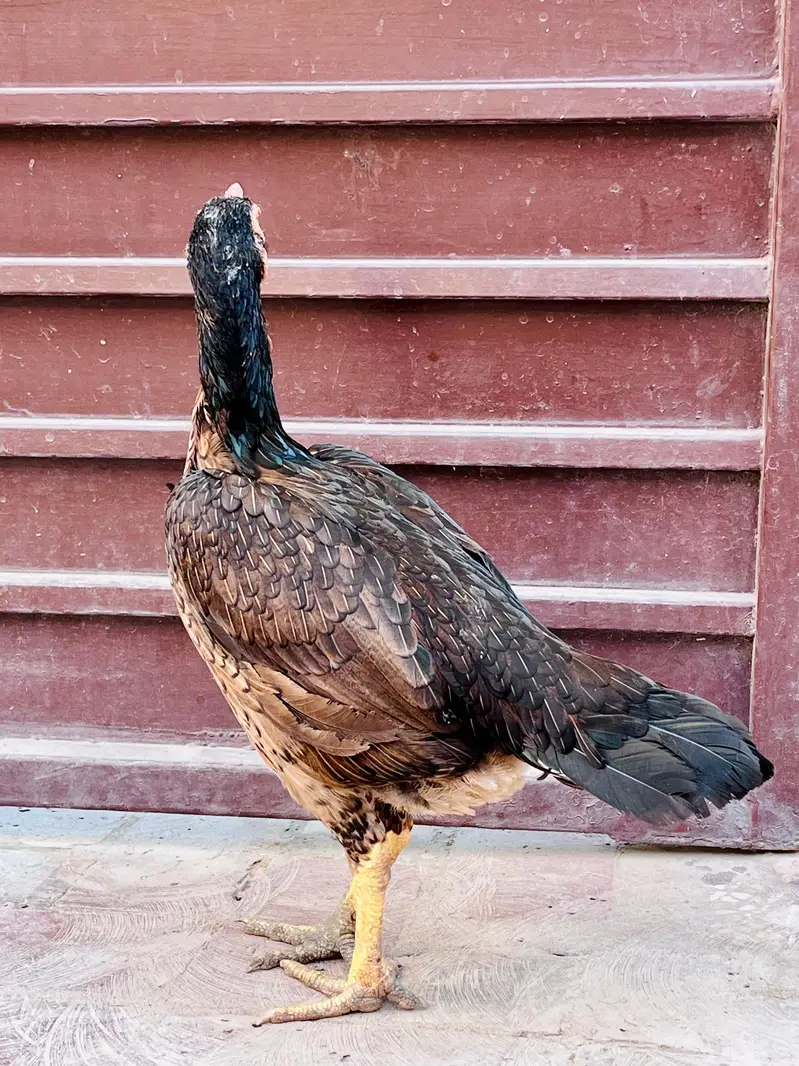 Aseel hen for sale — photo 4