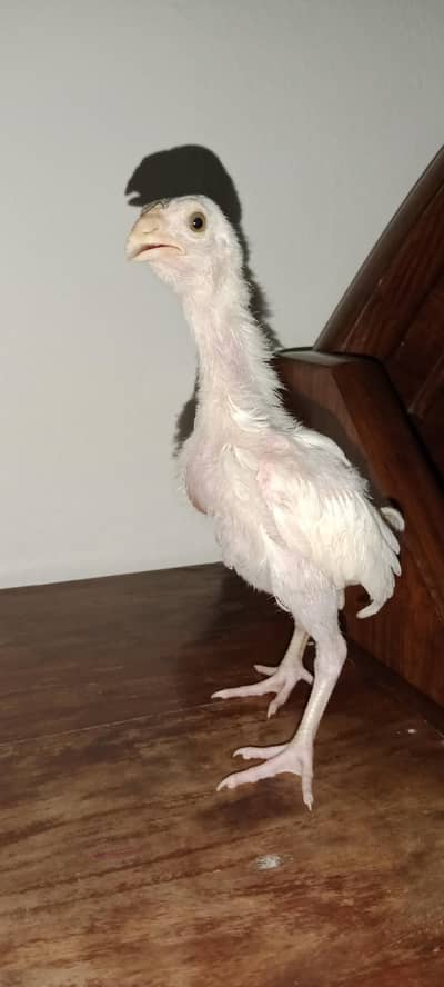1 mushki Madi or 2 herra chiks 1 male 1 female for sale