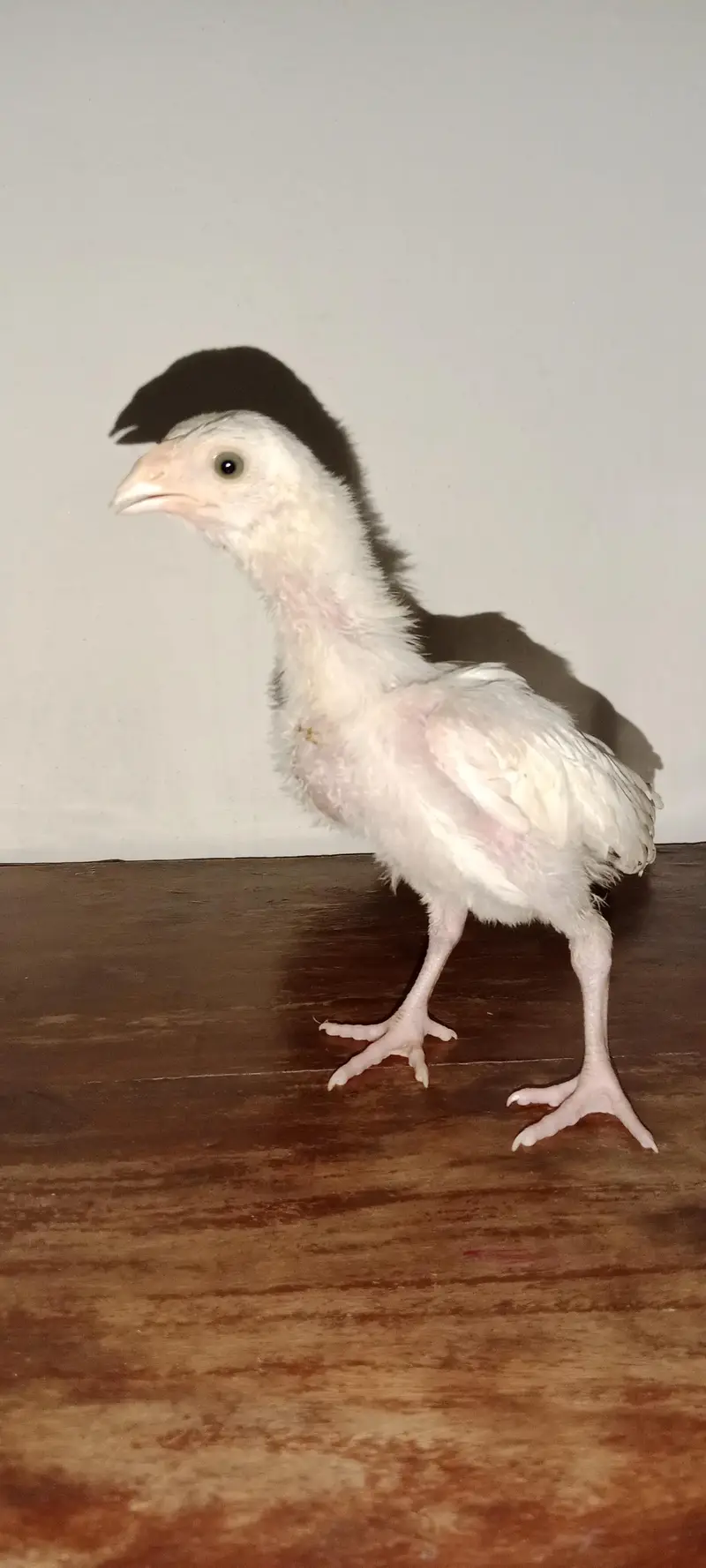 1 mushki Madi or 2 herra chiks 1 male 1 female for sale — photo 2
