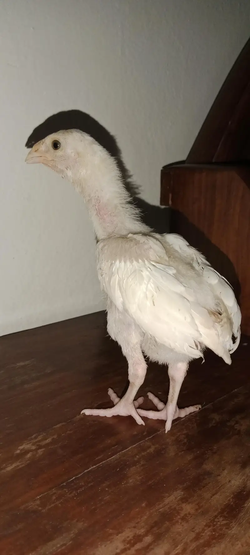 1 mushki Madi or 2 herra chiks 1 male 1 female for sale — photo 3