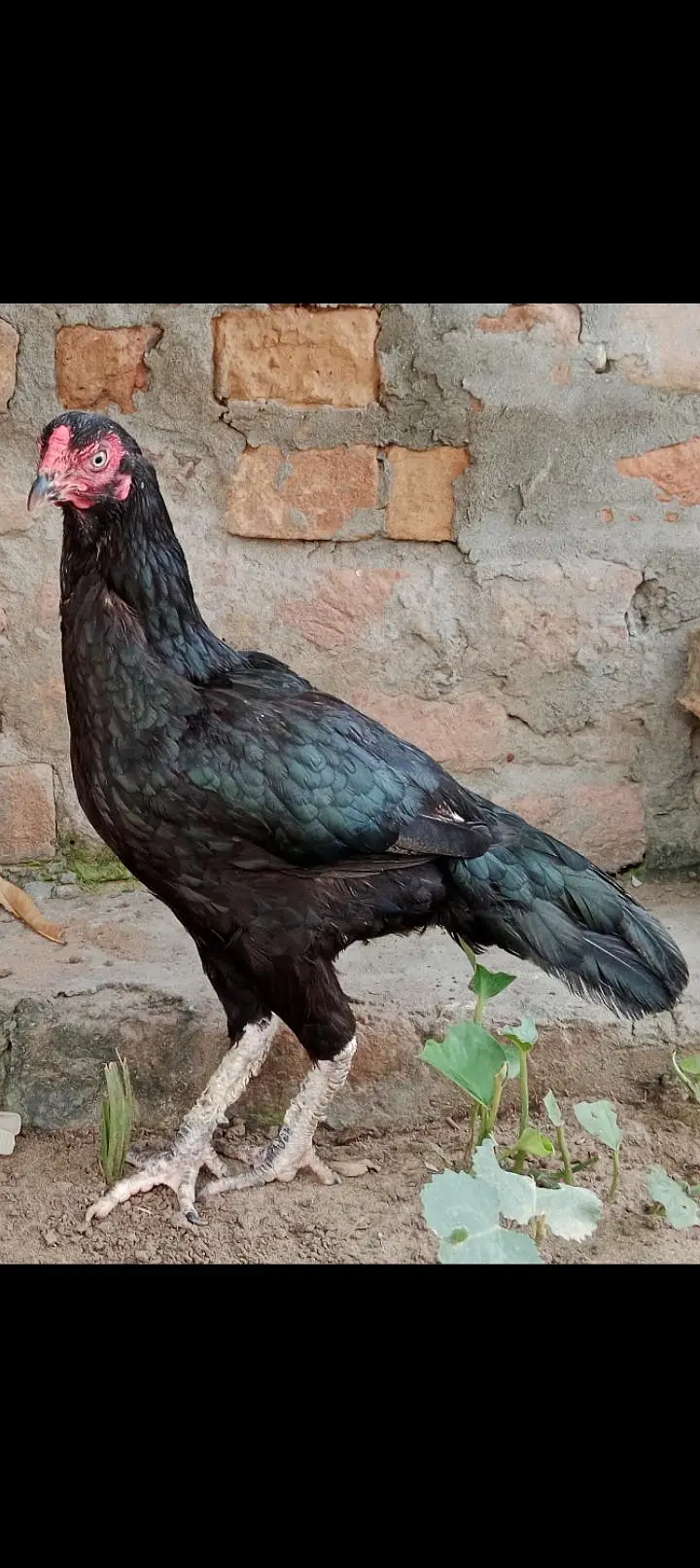 1 mushki Madi or 2 herra chiks 1 male 1 female for sale — photo 4
