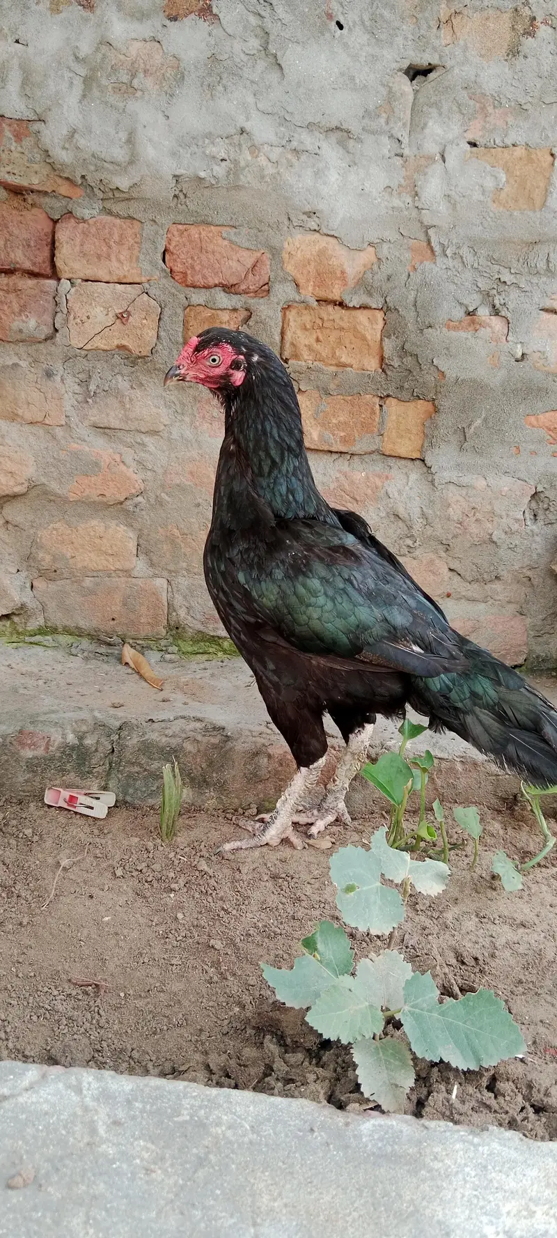 1 mushki Madi or 2 herra chiks 1 male 1 female for sale — photo 5