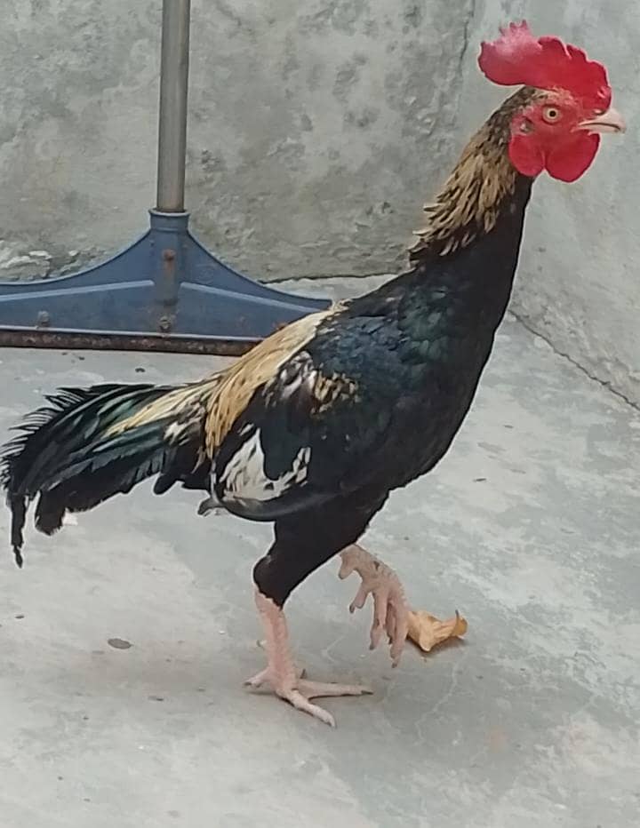 Sawa Bengum Patha 2