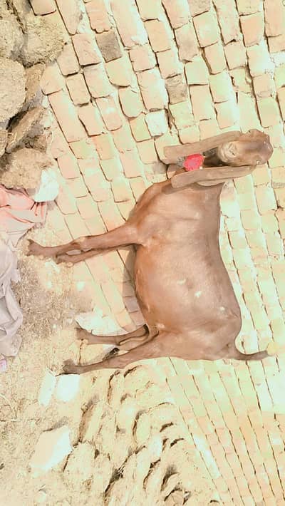 piuer dasi nagri bakri guban 4/5 month