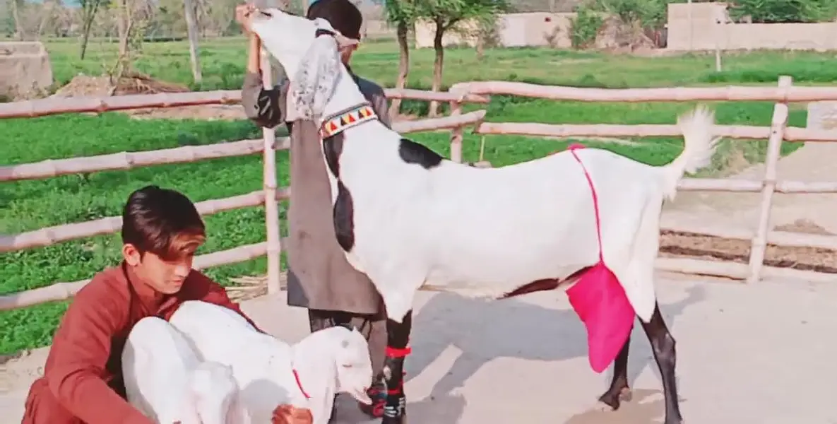 Desi Bakri Our 2 Bacchon ka sath For Sale _ 03218617598 — photo 2