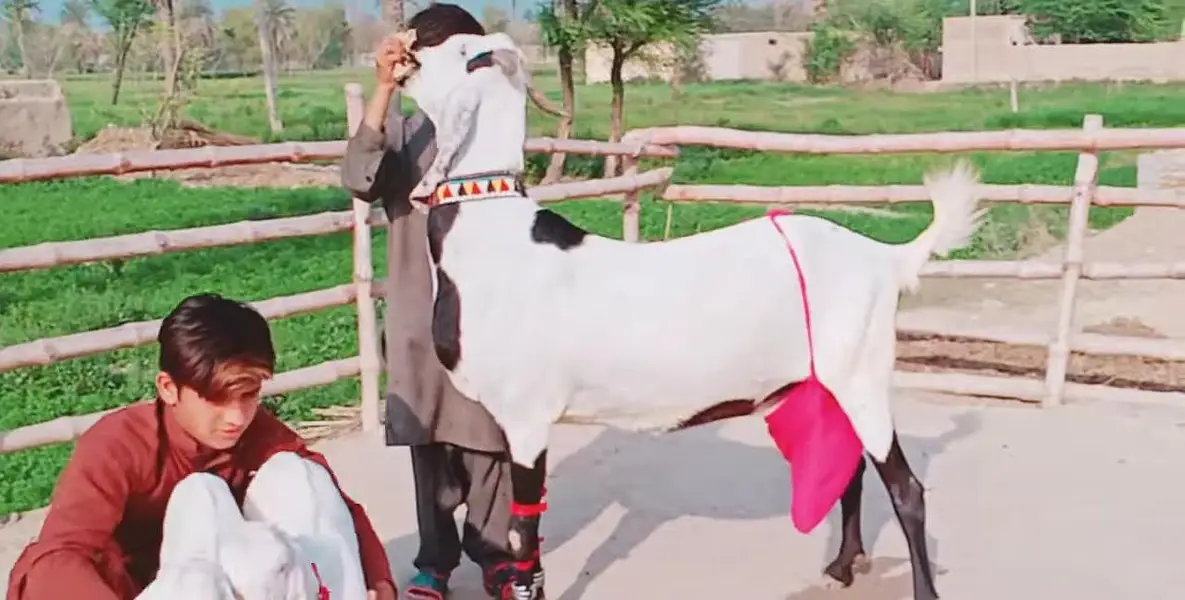 Desi Bakri Our 2 Bacchon ka sath For Sale _ 03218617598 — photo 3