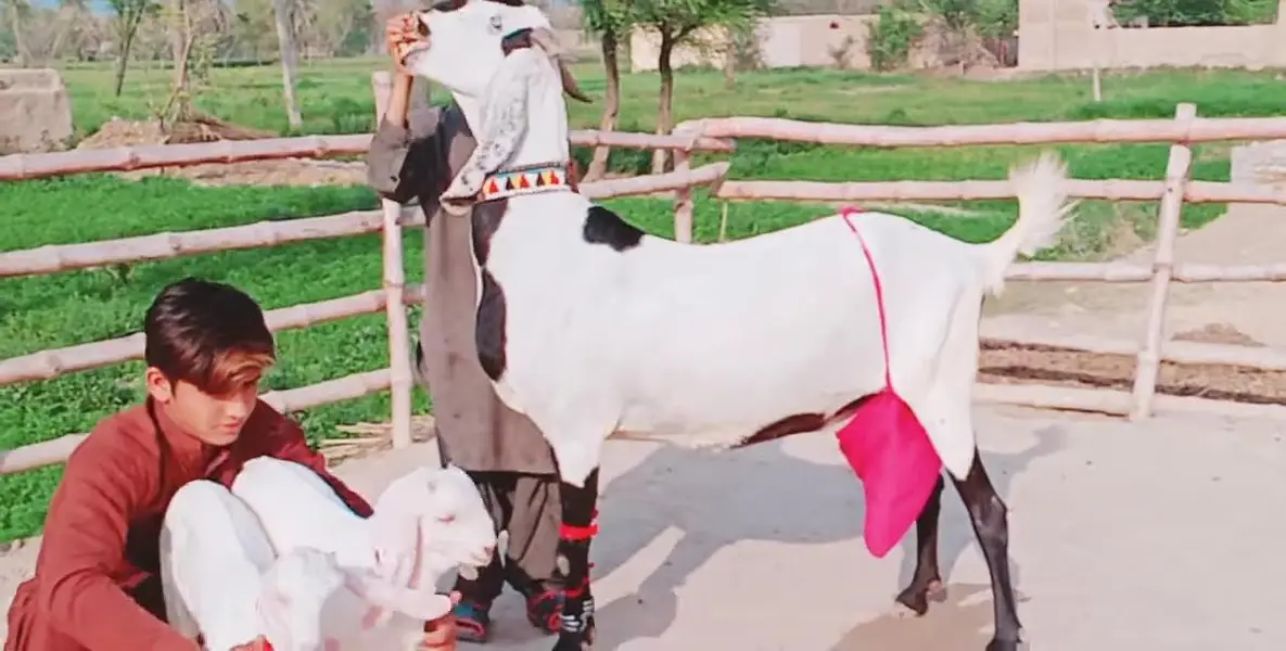 Desi Bakri Our 2 Bacchon ka sath For Sale _ 03218617598 — photo 4