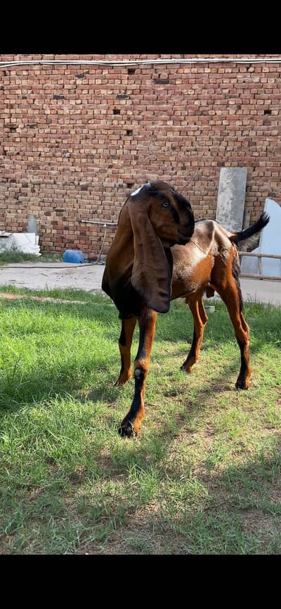 nagra male