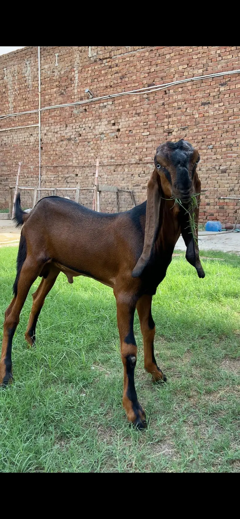 nagra male — photo 2