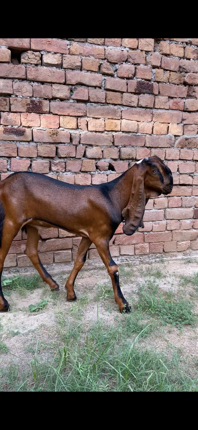 nagra male — photo 3
