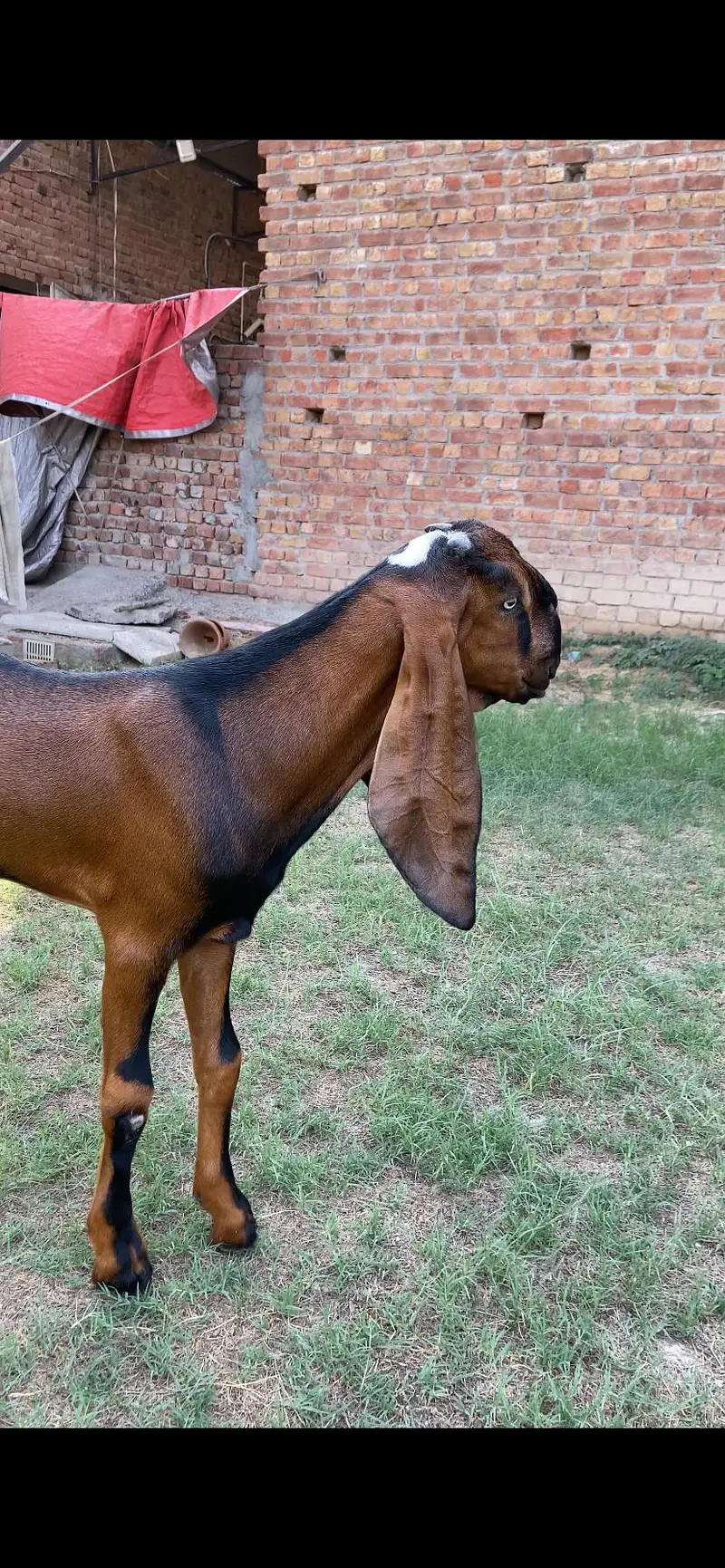 nagra male — photo 4