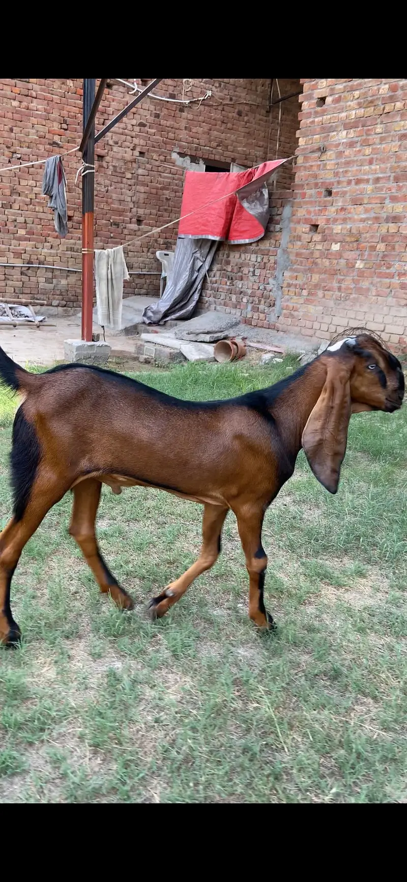 nagra male — photo 5