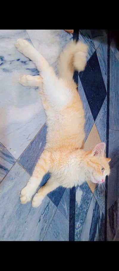 Persian Mix (semi longhair ginger tabby)
