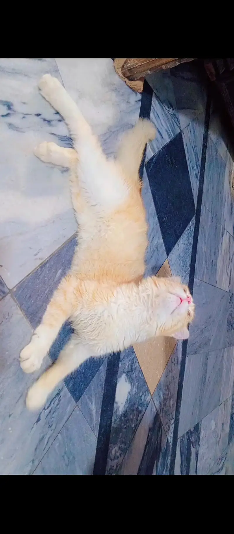 Persian Mix (semi longhair ginger tabby) — photo 2