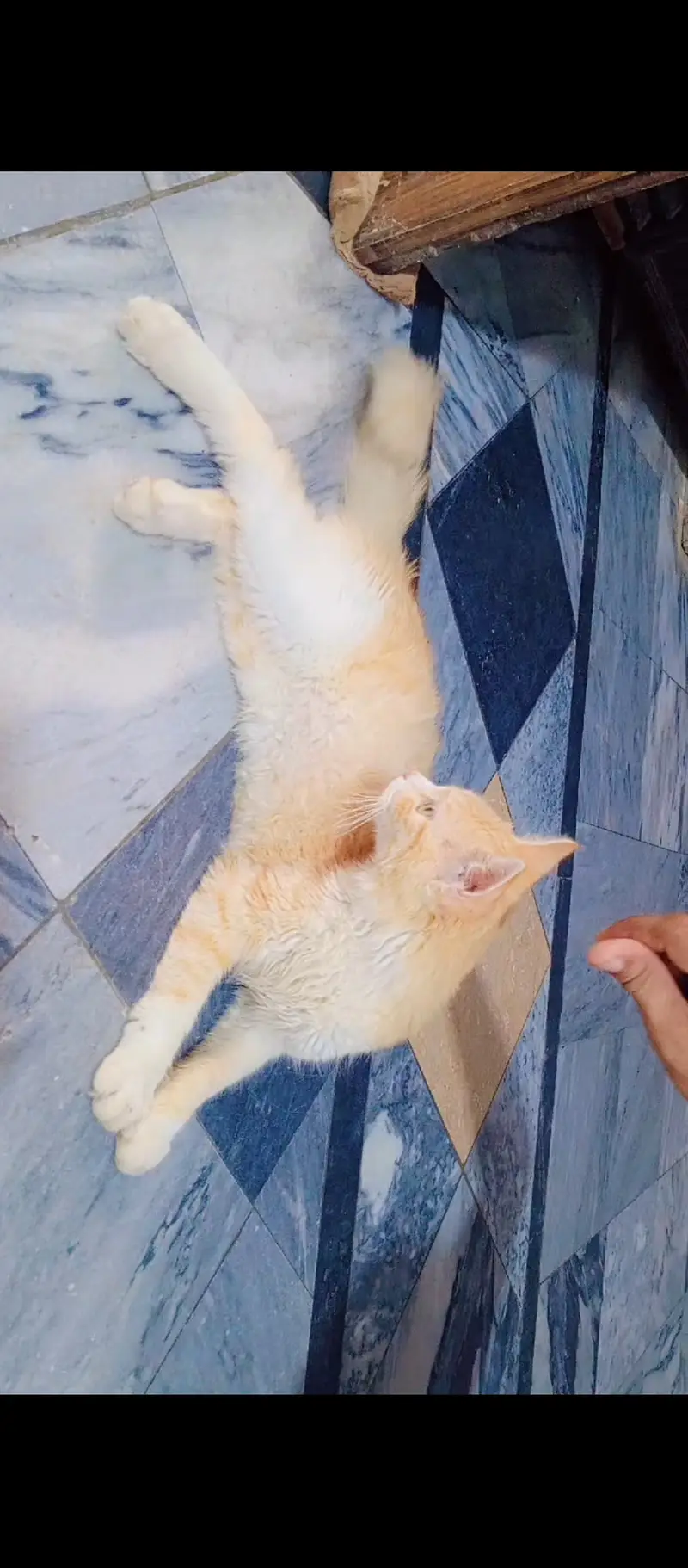 Persian Mix (semi longhair ginger tabby) — photo 3