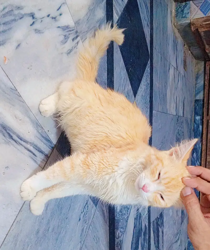 Persian Mix (semi longhair ginger tabby) — photo 4