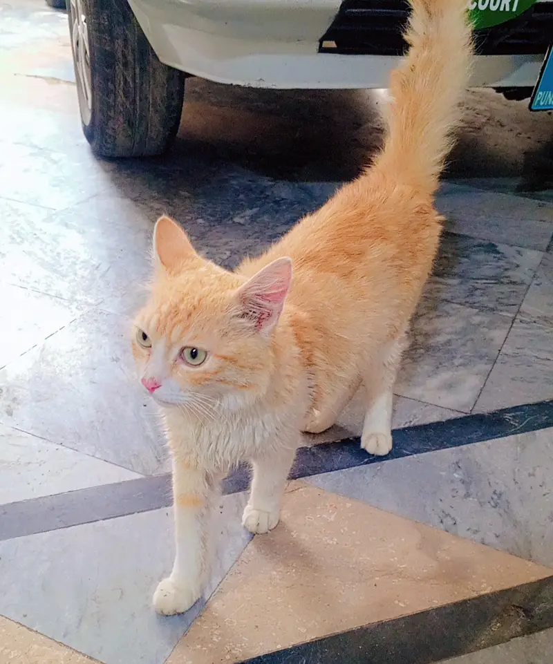 Persian Mix (semi longhair ginger tabby) — photo 5