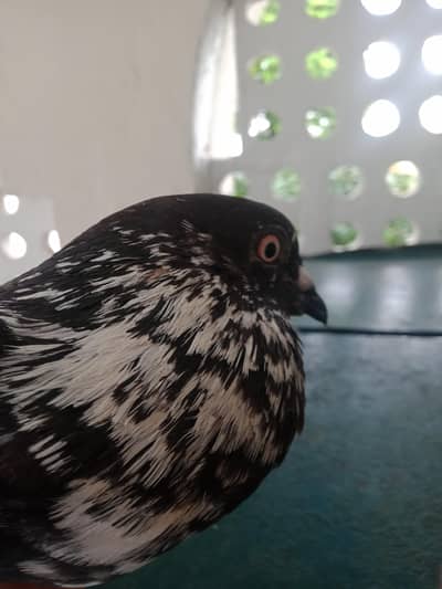 pigeon+cage for sale 4 pigeon