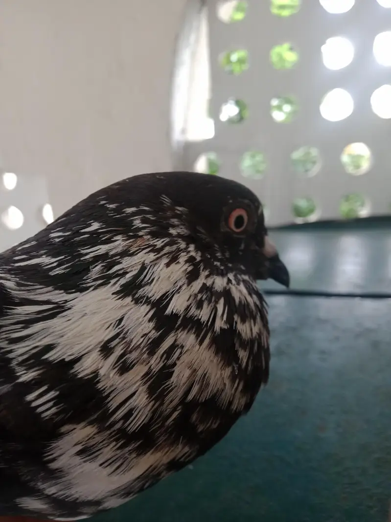 pigeon+cage for sale 4 pigeon