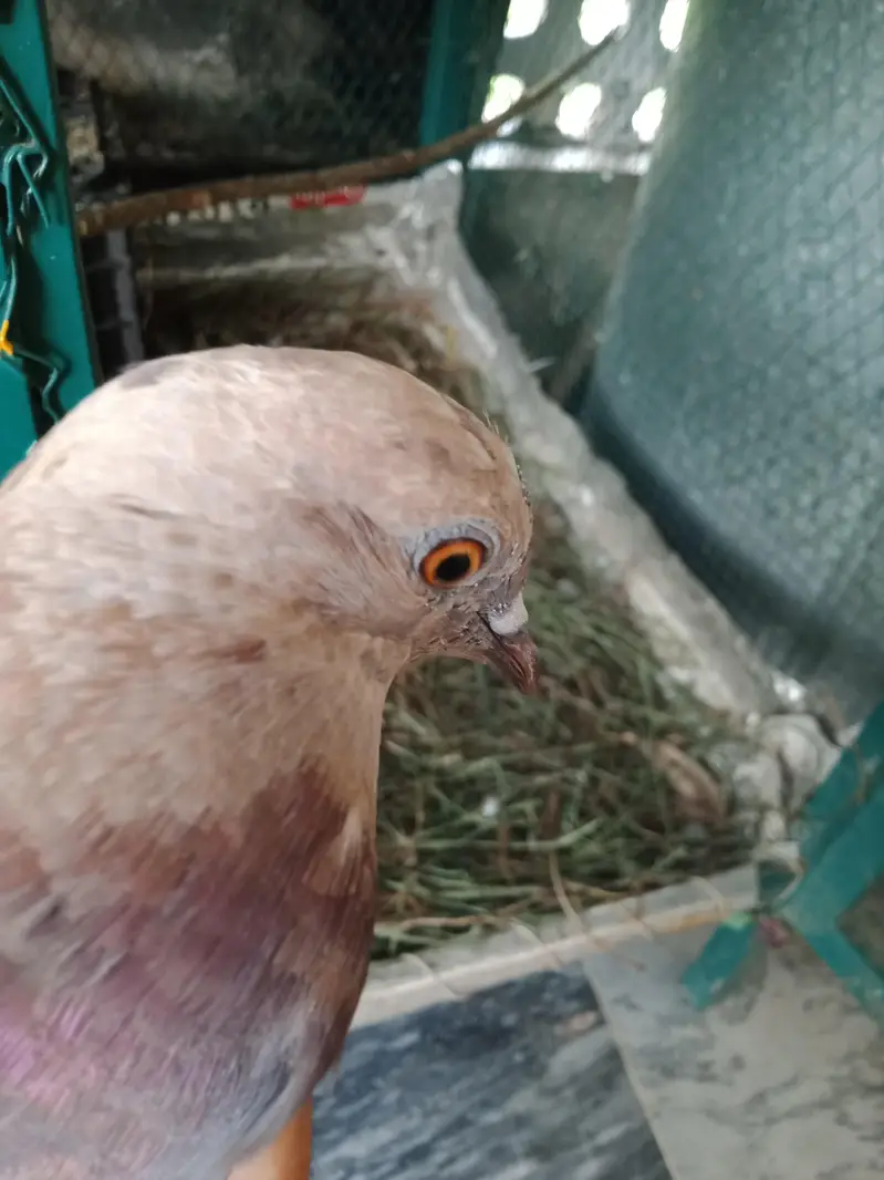 pigeon+cage for sale 4 pigeon — photo 2
