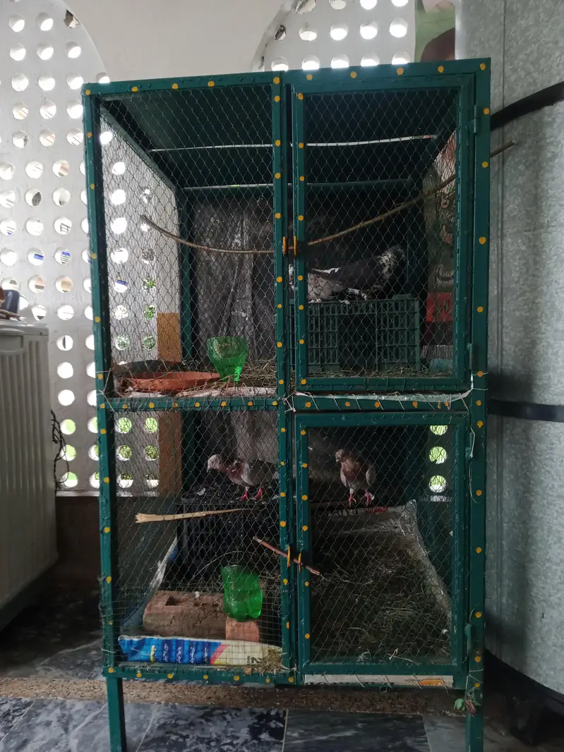 pigeon+cage for sale 4 pigeon — photo 4