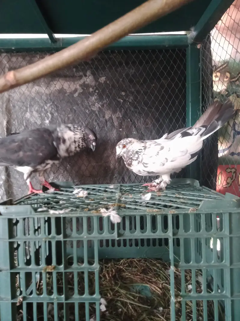 pigeon+cage for sale 4 pigeon — photo 5