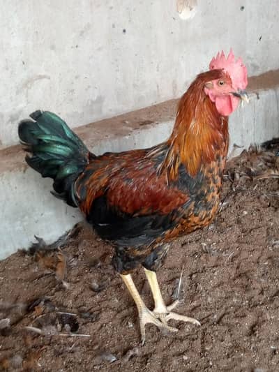 Cock . . Murgha