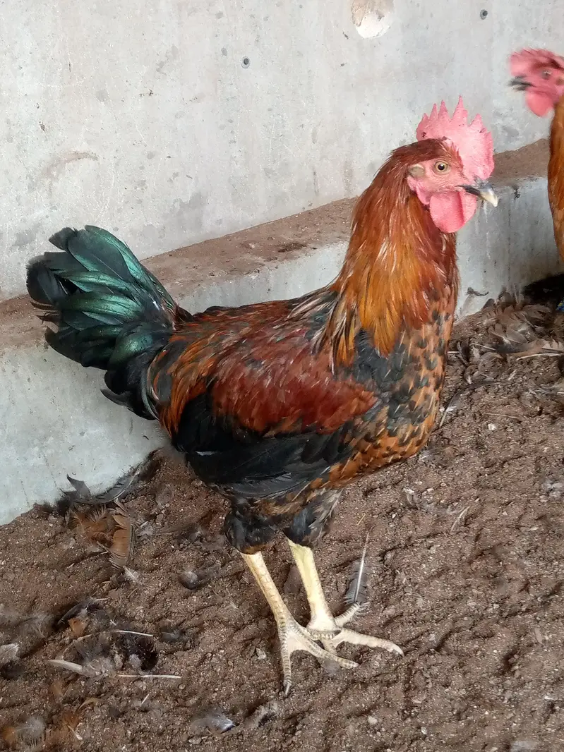 Cock . . Murgha — photo 2
