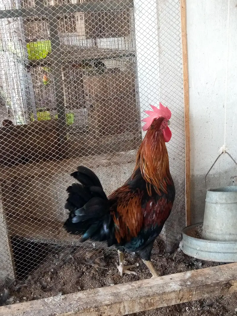Cock . . Murgha — photo 3