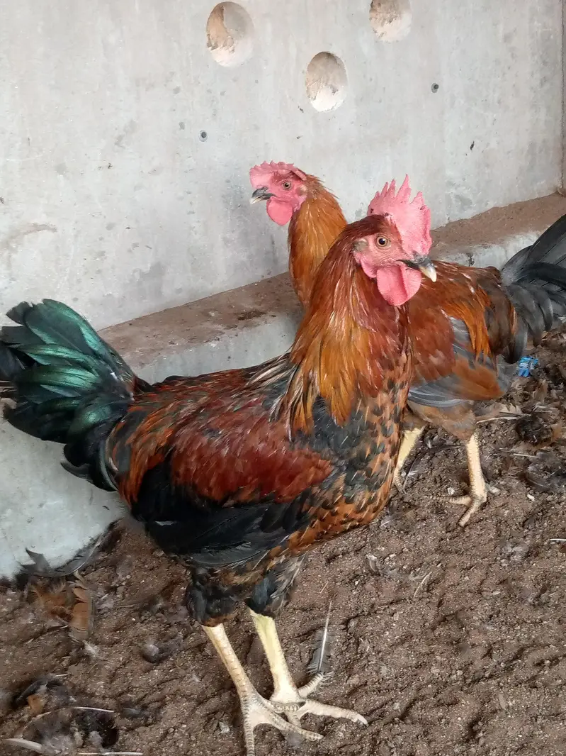 Cock . . Murgha — photo 4