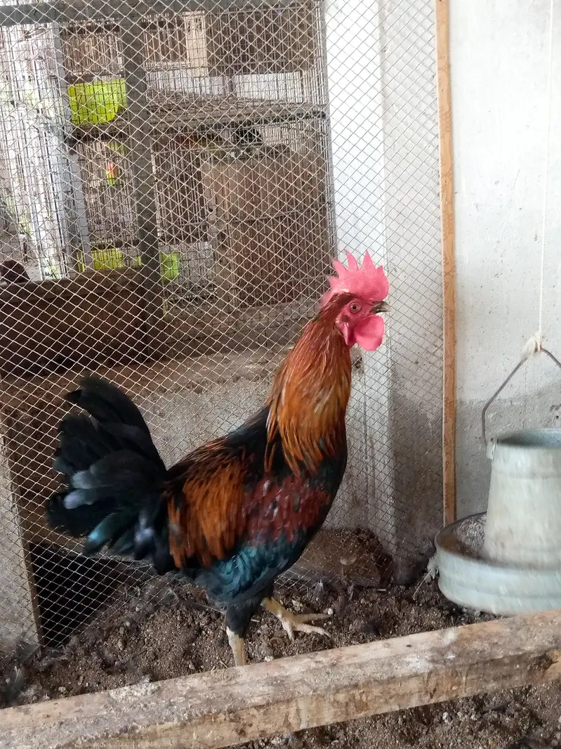 Cock . . Murgha — photo 5