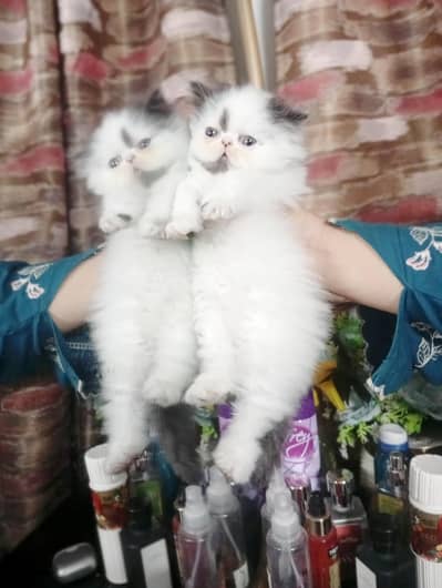 Adorable CFA bloodline Kitten