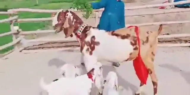 3 Bacchon Ka Sath Desi Bakri For Sale _ 03218617598