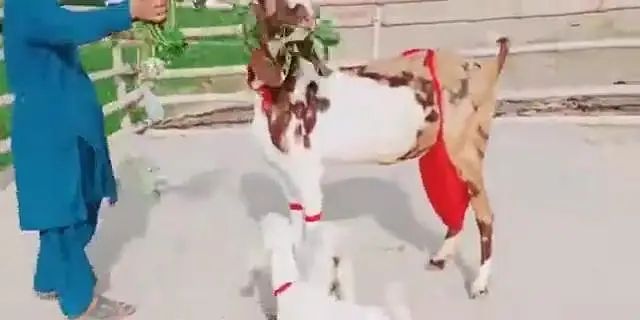 3 Bacchon Ka Sath Desi Bakri For Sale _ 03218617598 — photo 5