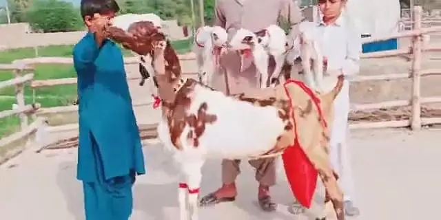 3 Bacchon Ka Sath Desi Bakri For Sale _ 03218617598 — photo 6
