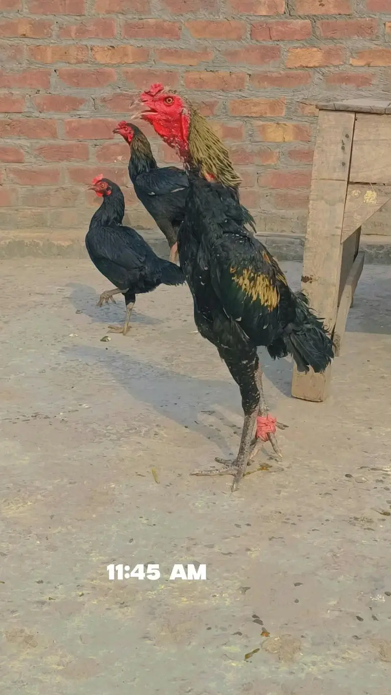 aseel thai 2 pair for sale 03304346382 — photo 2