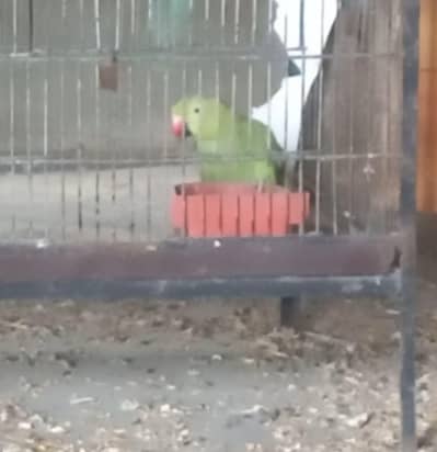 Green ringneck female