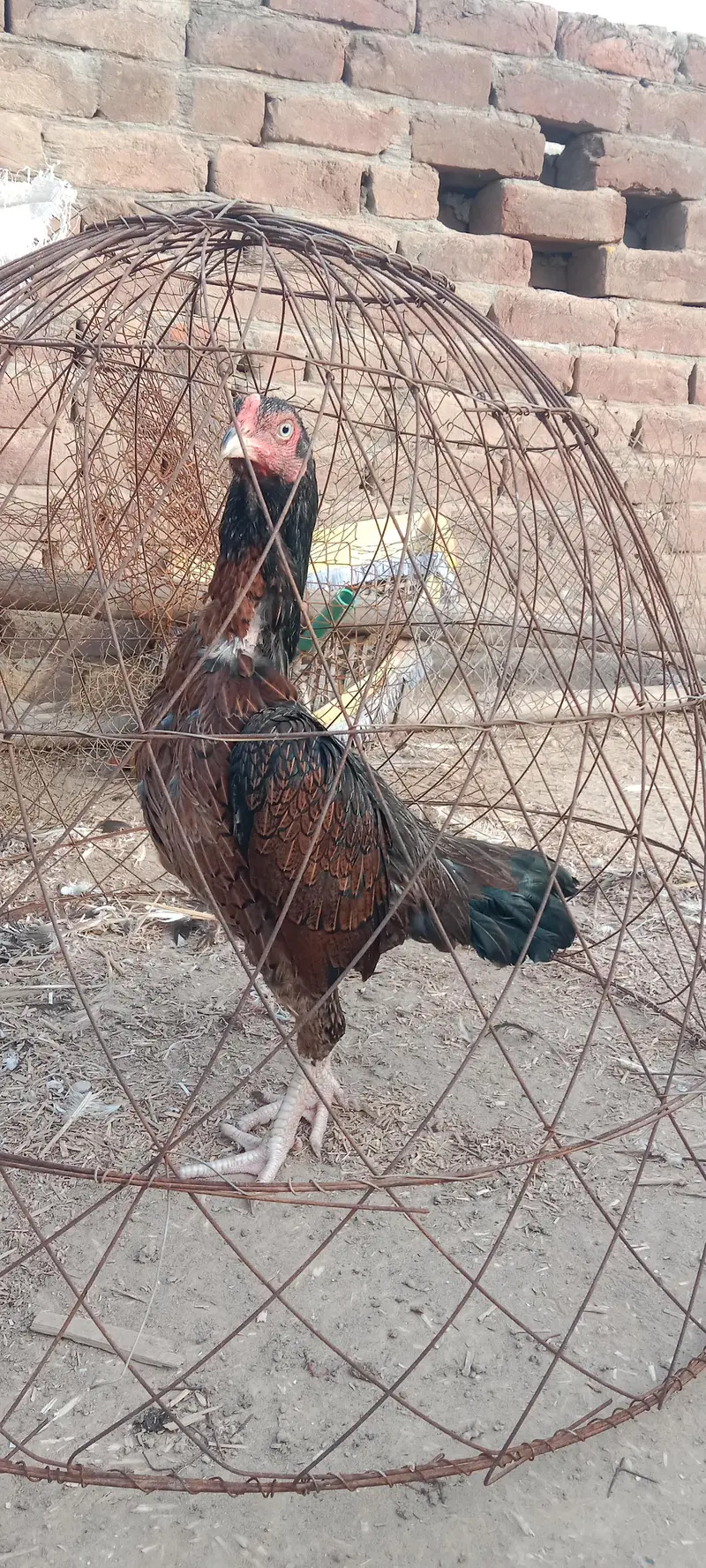 health and active breeder female — photo 2
