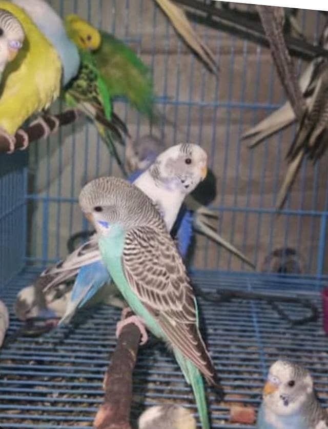 parrots 0