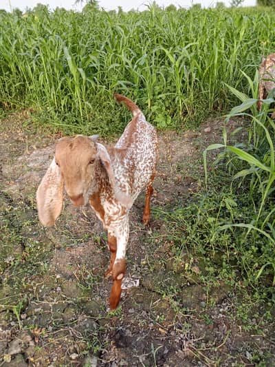 Makkah Chini Bakra Urgent For Sale _03218617598