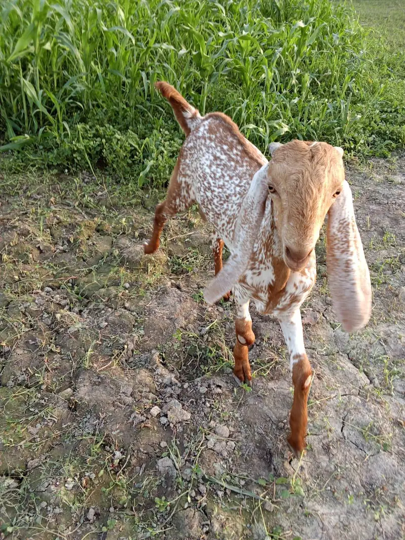 Makkah Chini Bakra Urgent For Sale _03218617598 — photo 4