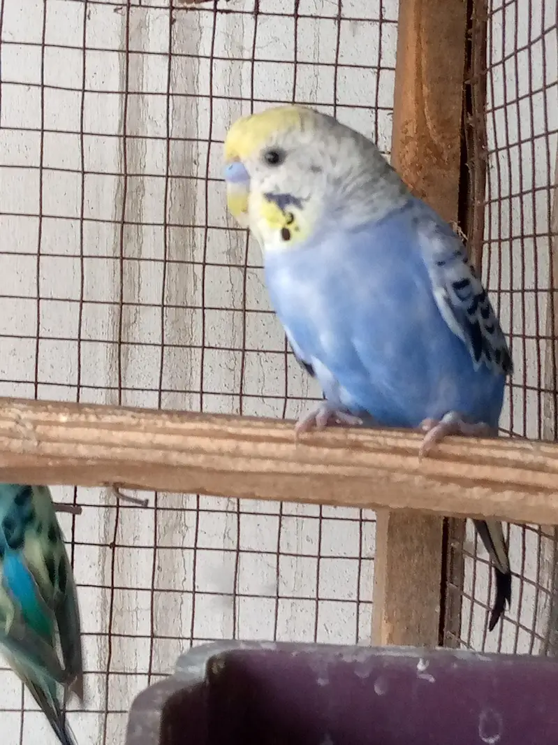 Budgies Male