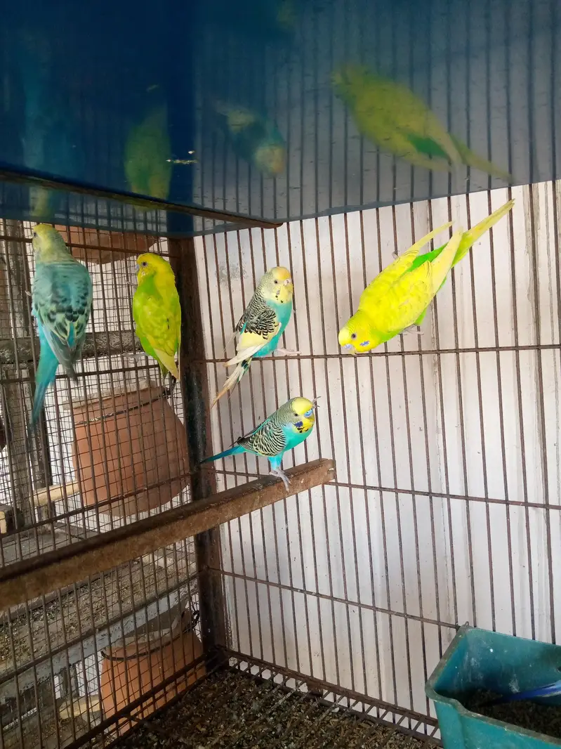 Budgies Male — photo 2
