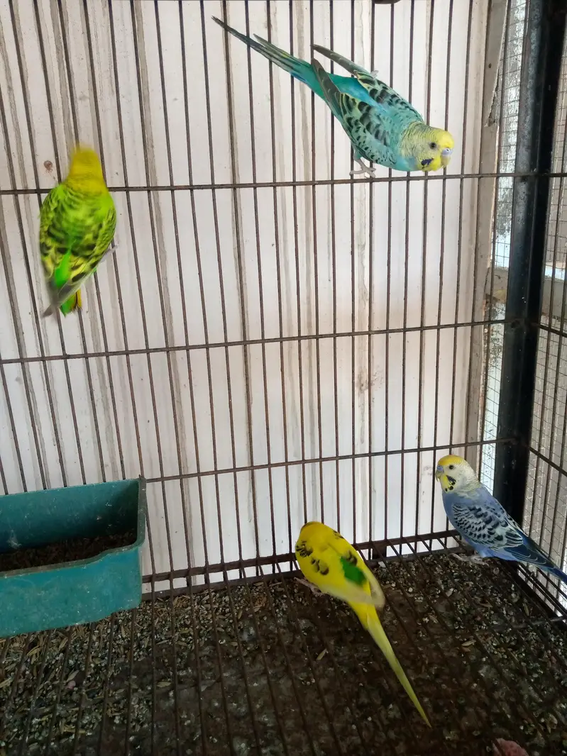 Budgies Male — photo 3