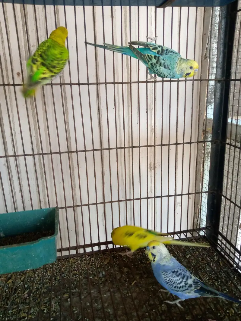 Budgies Male — photo 4