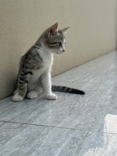 Kitten